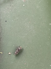 Nimbopsocus australis