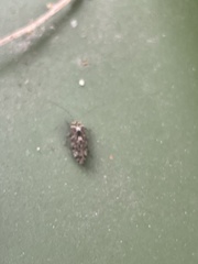 Nimbopsocus australis