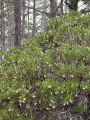 Arctostaphylos hookeri hookeri