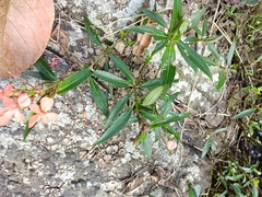 Impatiens verticillata