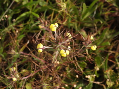 Triphysaria eriantha