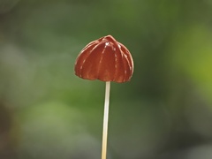 Marasmius elegans