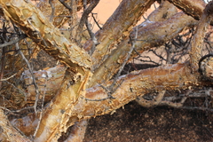 Commiphora