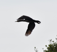Phalacrocorax carbo