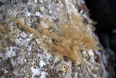 Abietinaria