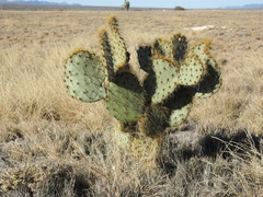 Opuntia engelmannii
