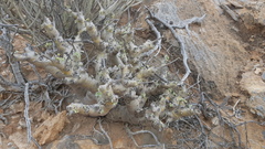 Monsonia inermis