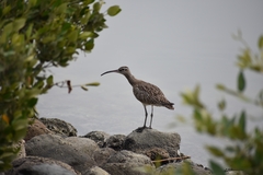 Numenius phaeopus