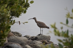 Numenius phaeopus