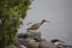 Numenius phaeopus
