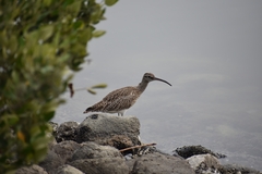 Numenius phaeopus