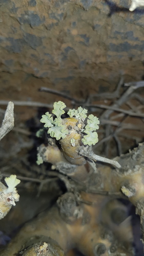 Monsonia inerme 2