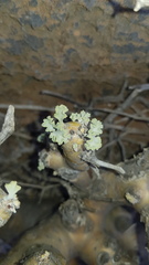 Monsonia inermis