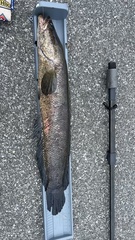 Channa argus