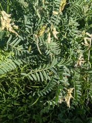 Astragalus trichopodus