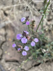 Rostellularia adscendens