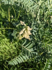 Astragalus trichopodus