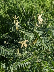 Astragalus trichopodus
