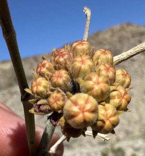 White-stem milkweed (Asclepias albicans)