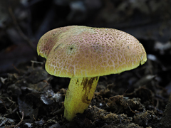 Pulveroboletus