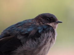 Orochelidon murina