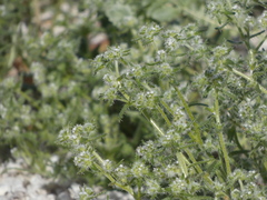 Cryptantha maritima