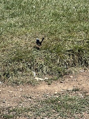 Malurus cyaneus cyaneus