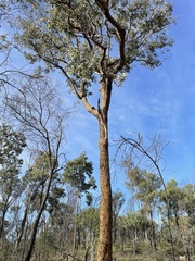 Corymbia scabrida