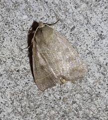 Ipimorpha pleonectusa