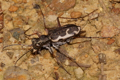 Neocicindela tuberculata