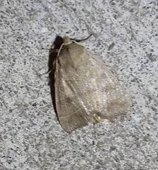 Ipimorpha pleonectusa