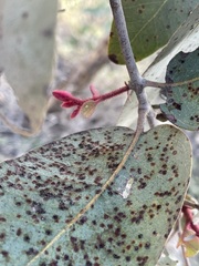 Corymbia scabrida