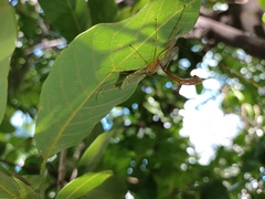 Enicospilus americanus-complex