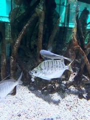 Scatophagidae
