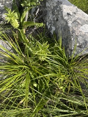 Eucomis autumnalis clavata
