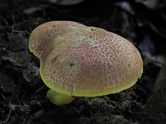 Pulveroboletus