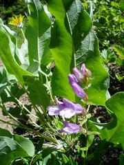 Penstemon fruticosus