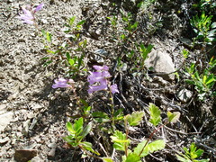Penstemon fruticosus