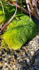Bryum