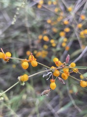 Chenopodium nutans linifolium