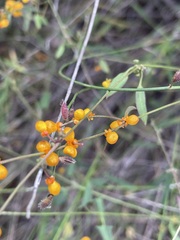 Chenopodium nutans linifolium