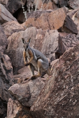 Petrogale xanthopus