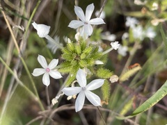 Plumbago zeylanica