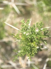 Ambrosia bryantii