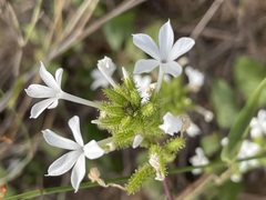 Plumbago zeylanica
