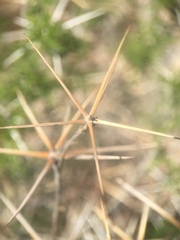 Ambrosia bryantii