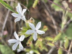 Plumbago zeylanica