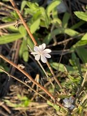 Stephanomeria diegensis