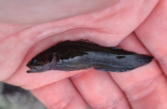 Acanthoclinus fuscus