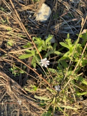 Stephanomeria diegensis
